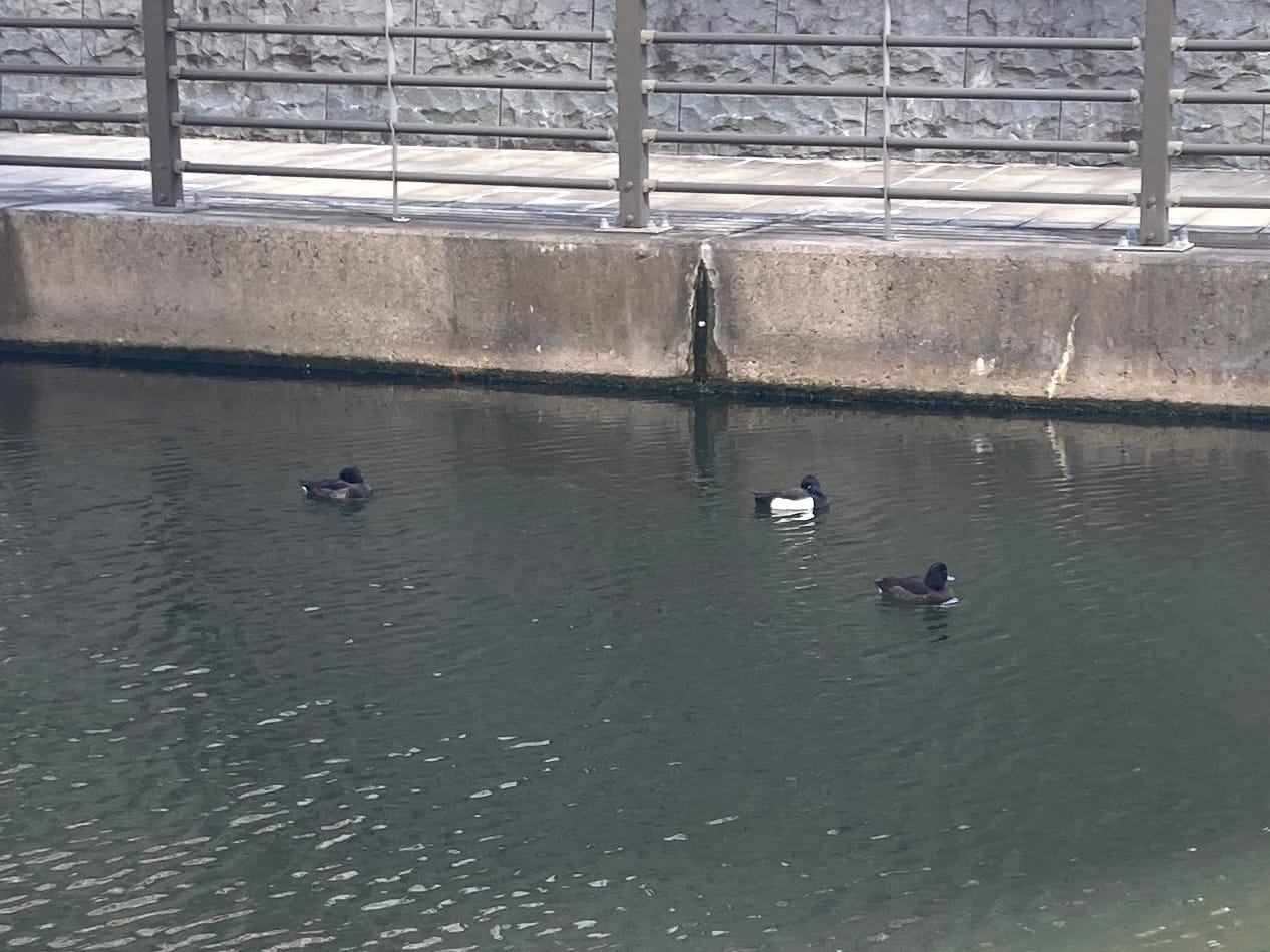 足元をばたつかせて