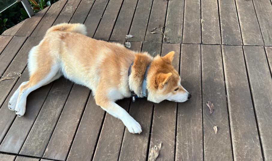 playing tag