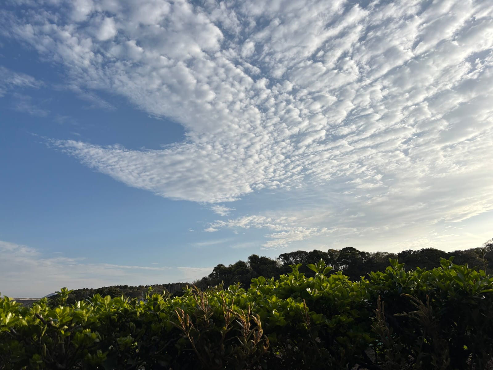 今朝の雲が大きな羽を持つ鳥みたいで、心の安らぎを配って回って欲しいと強く願う