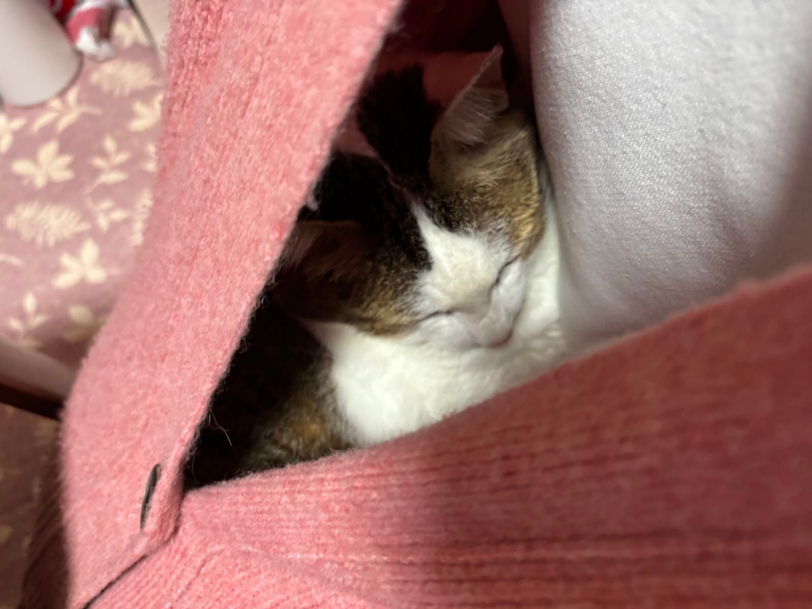 実家の猫と混ぜごはん、カーテンレール
