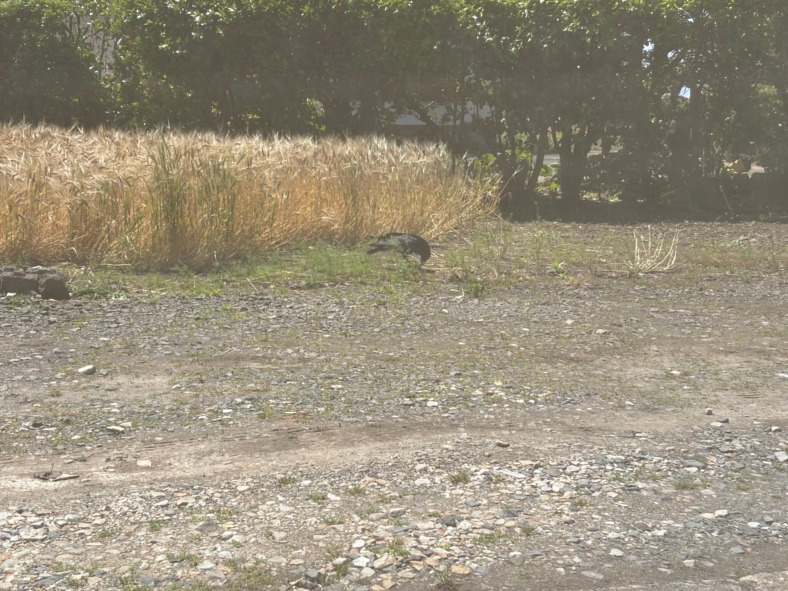 カラスの食事