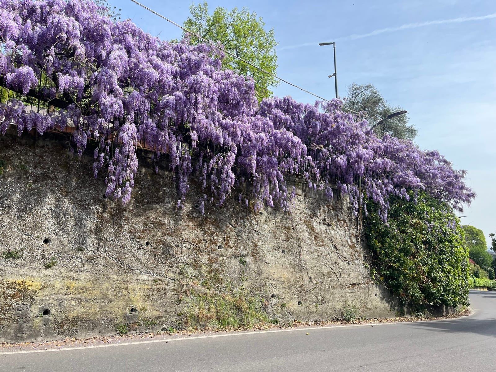 wisteria in full bloom