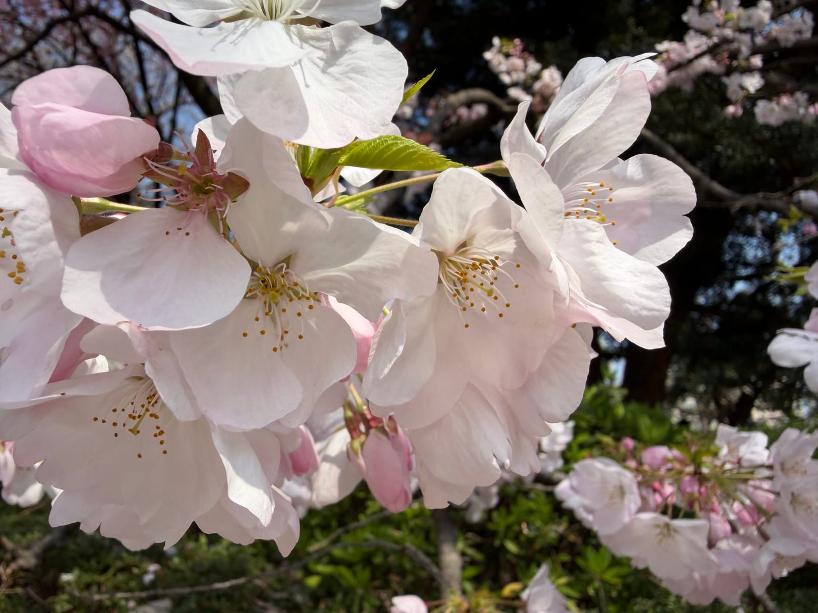 新宿御苑でお花見