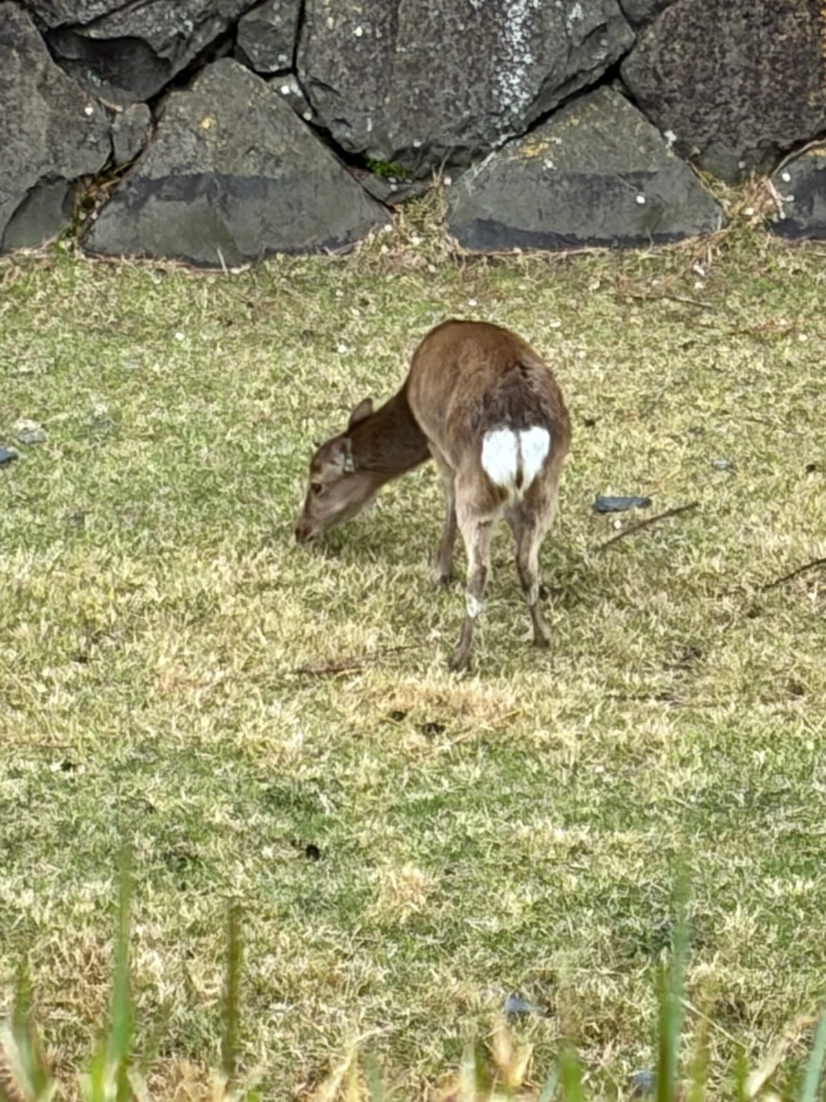 おニュー