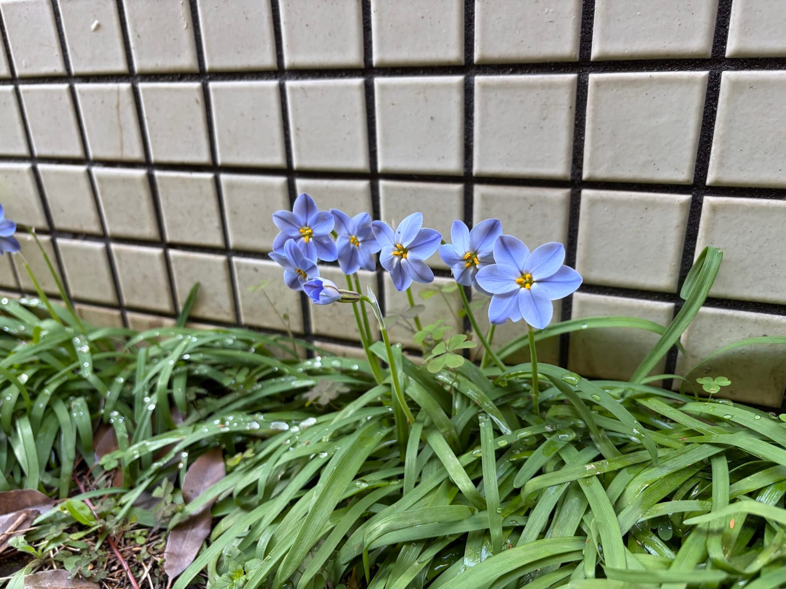 眉毛