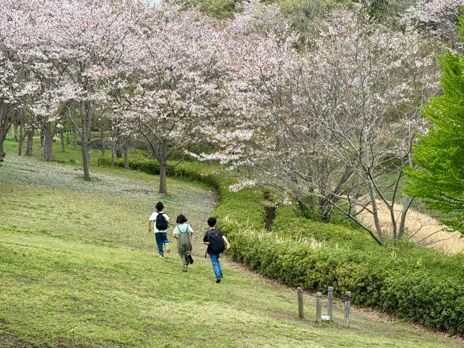 この３人ならワンチャン来年も