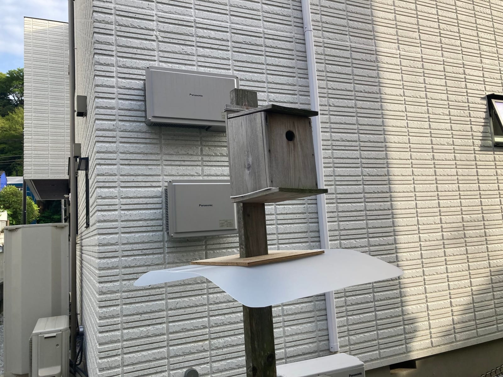 アオダイショウ出現！