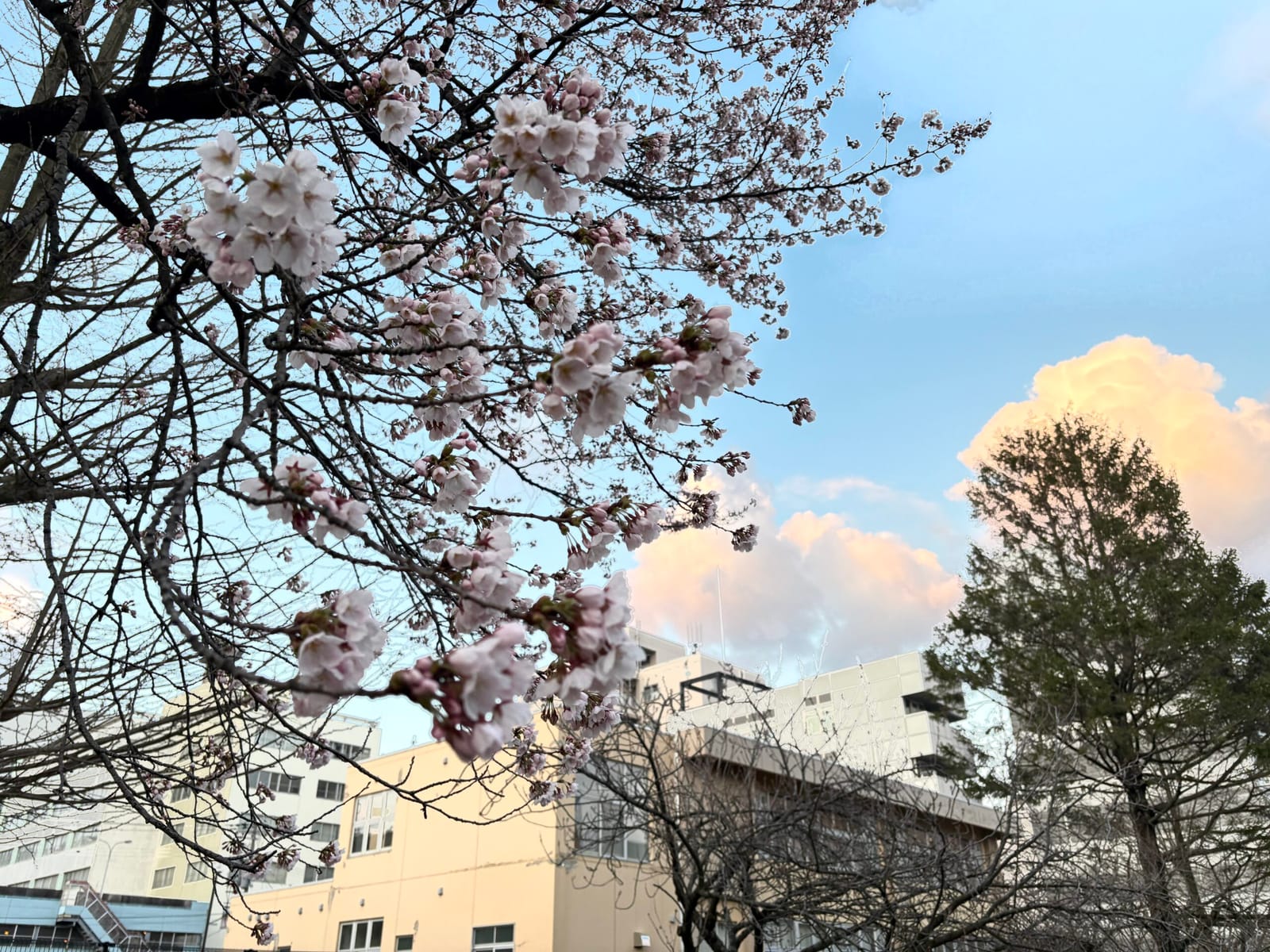 桜咲いた
