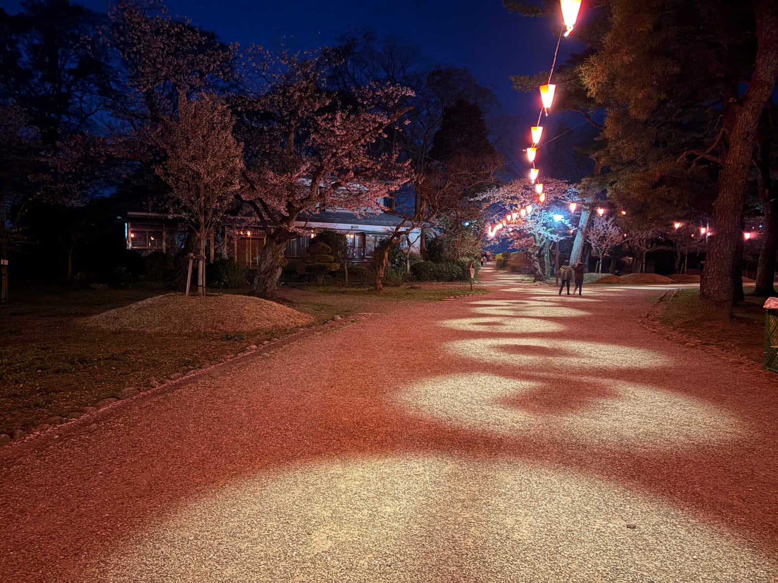 夜桜