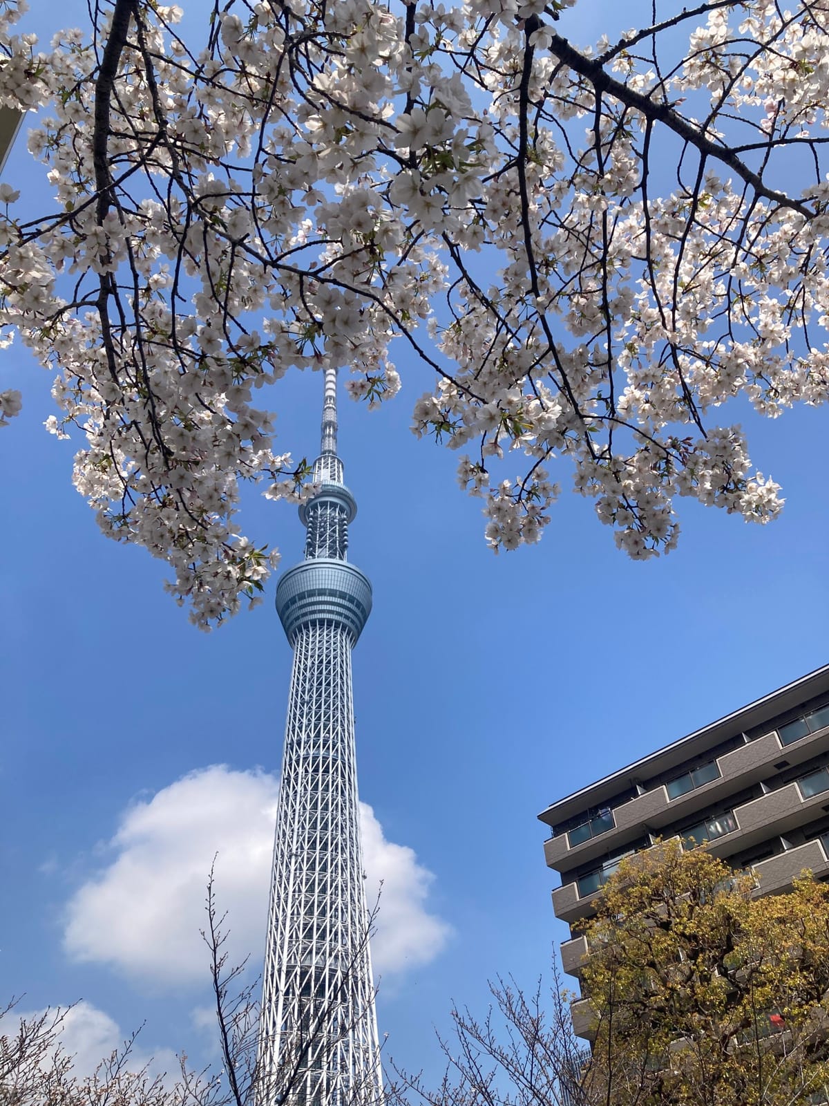 のっぽなアスパラの下で