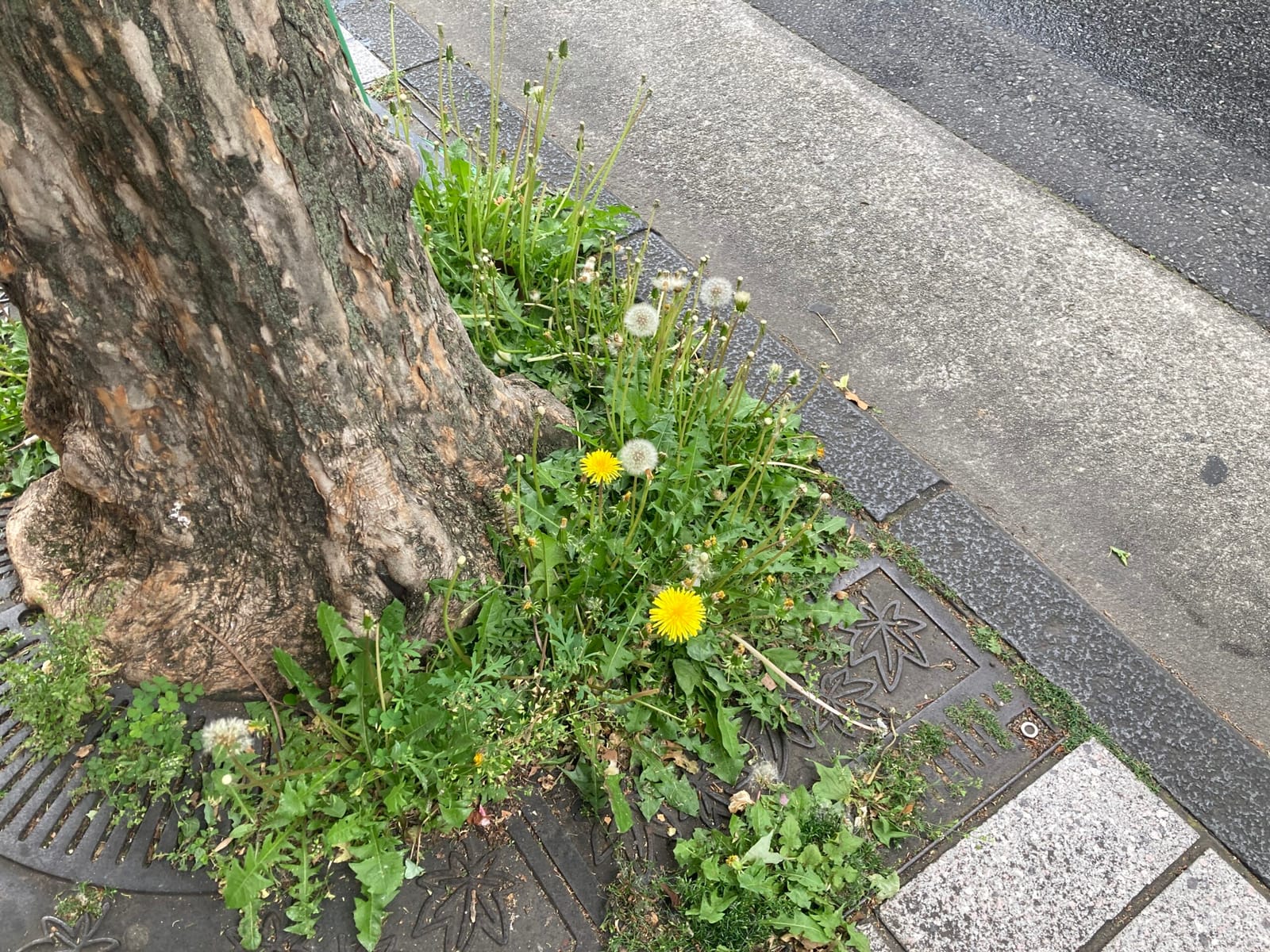 ふらっふらfluff