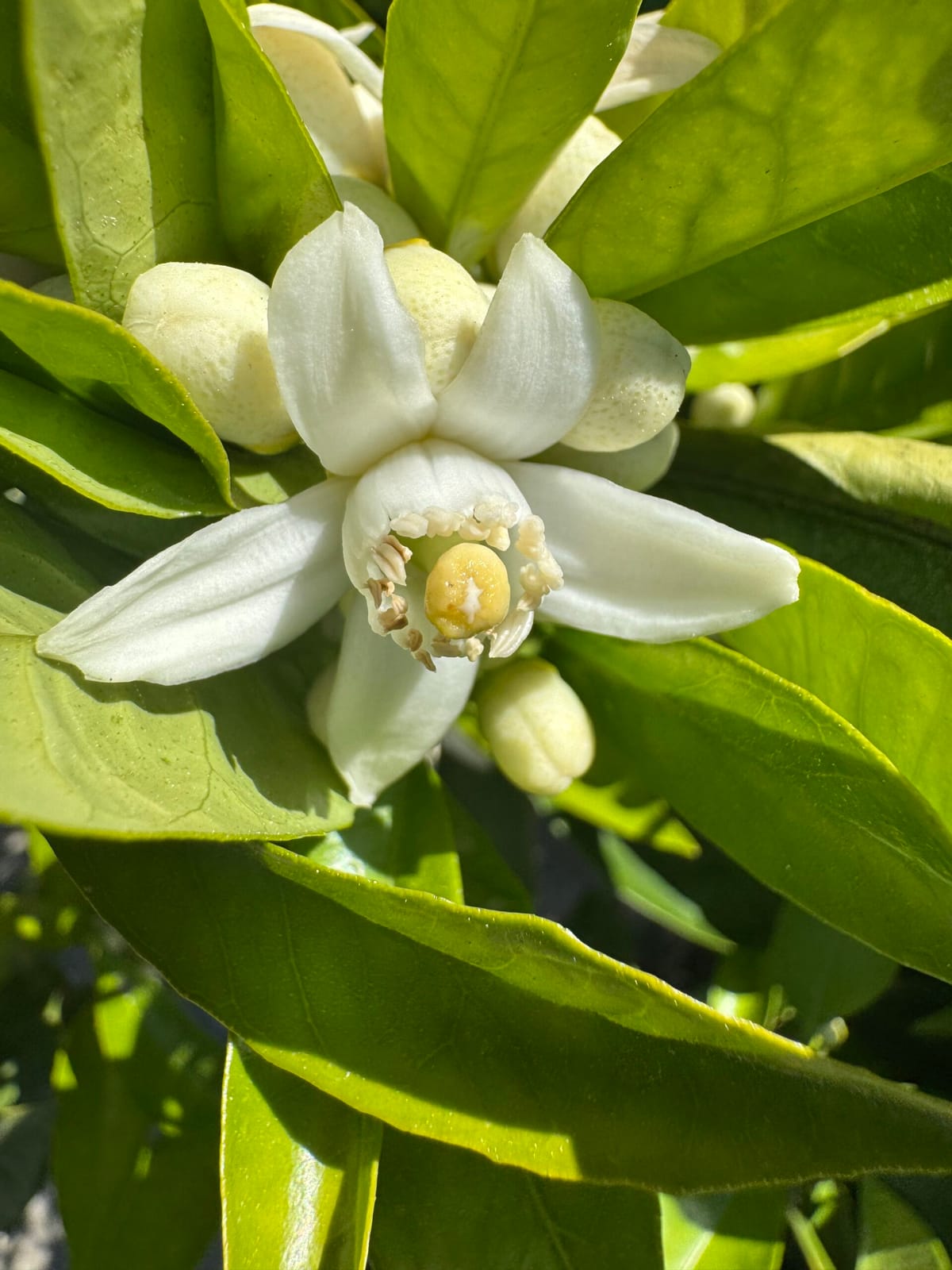 Azahar
