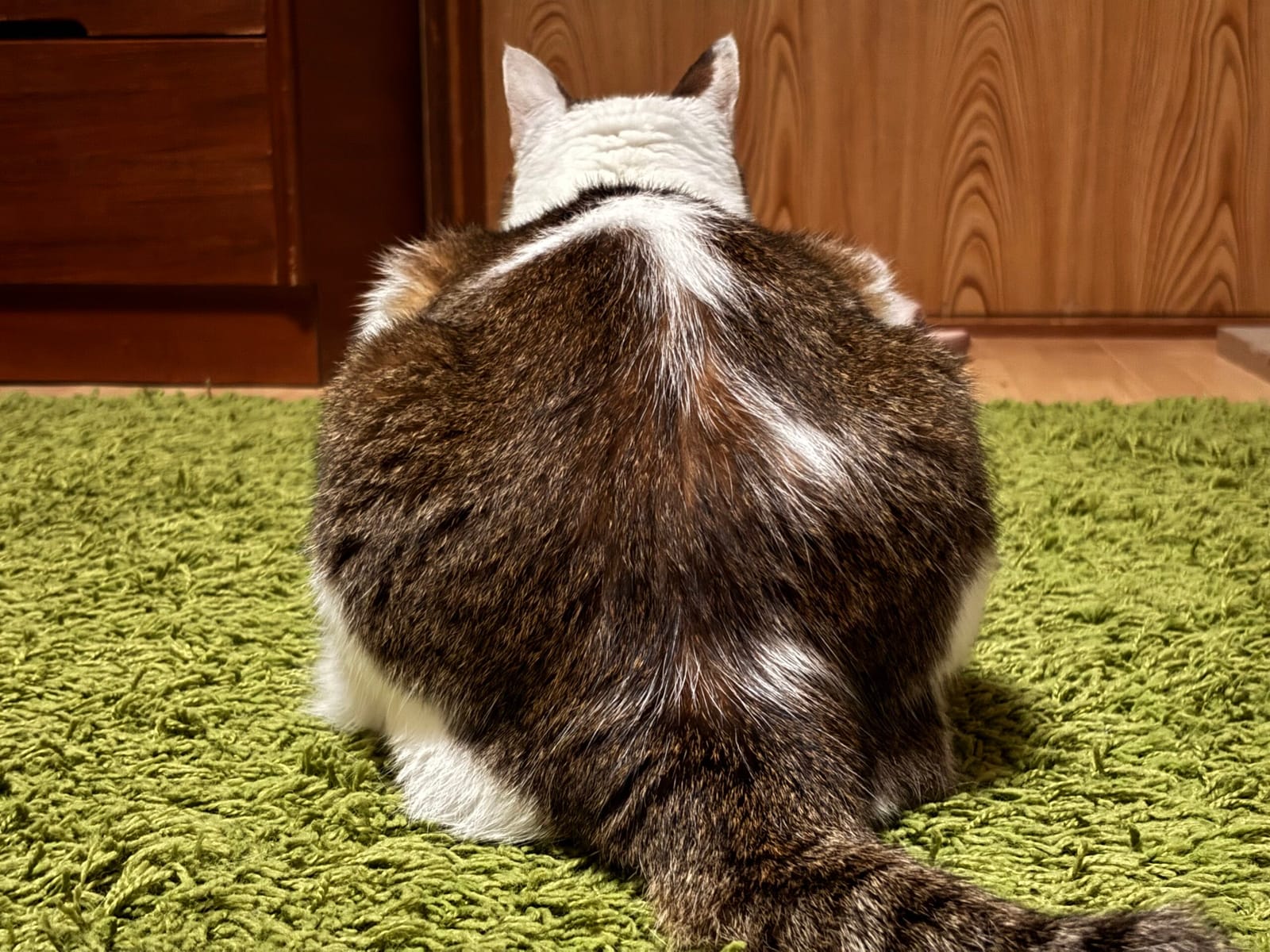 いつのまにか、ザアザアからクチャクチャ