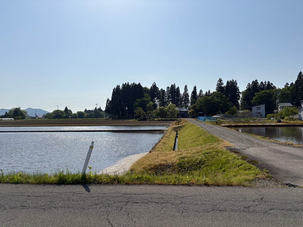 田植えシーズン