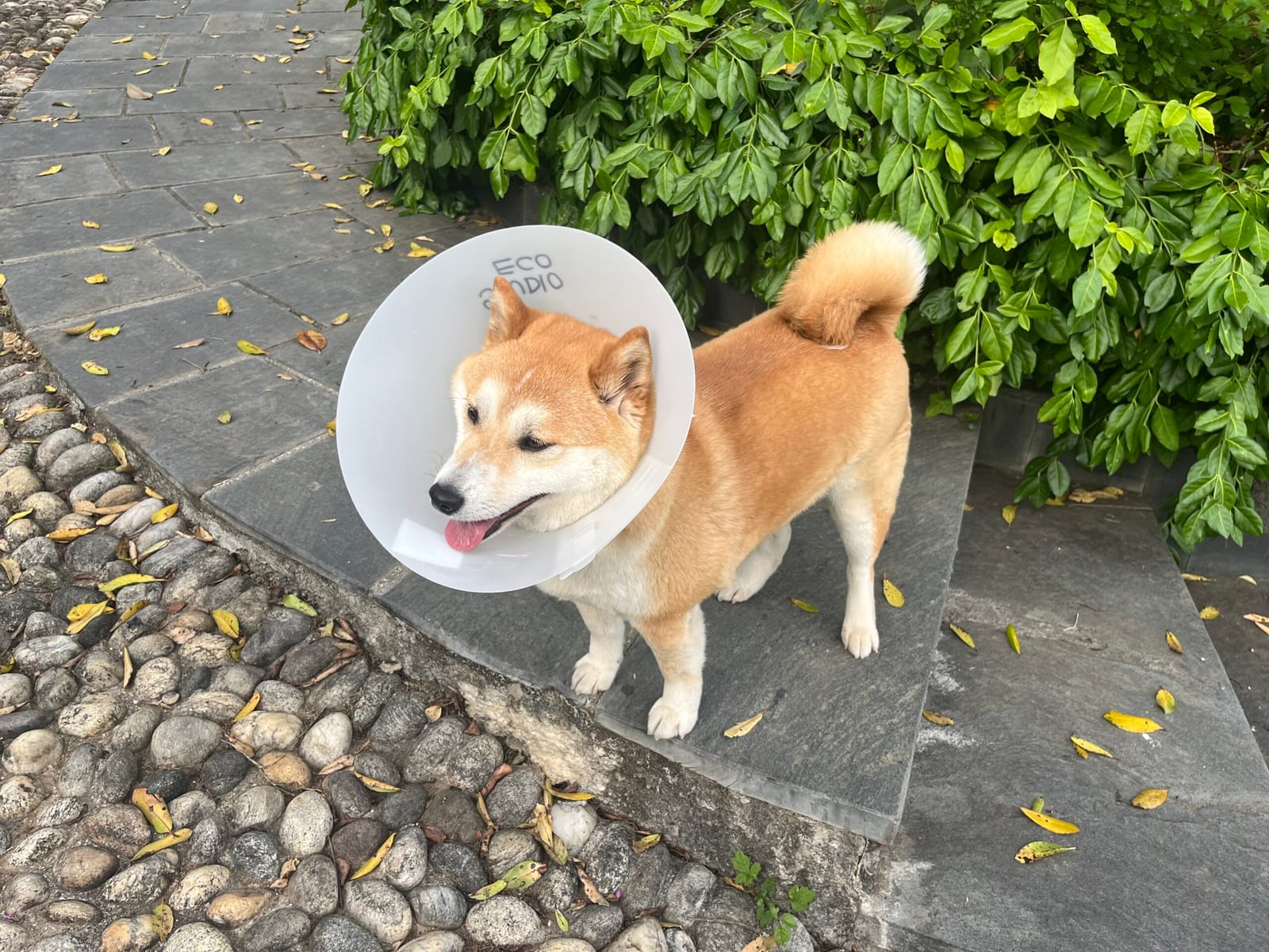 elizabethan collar… again