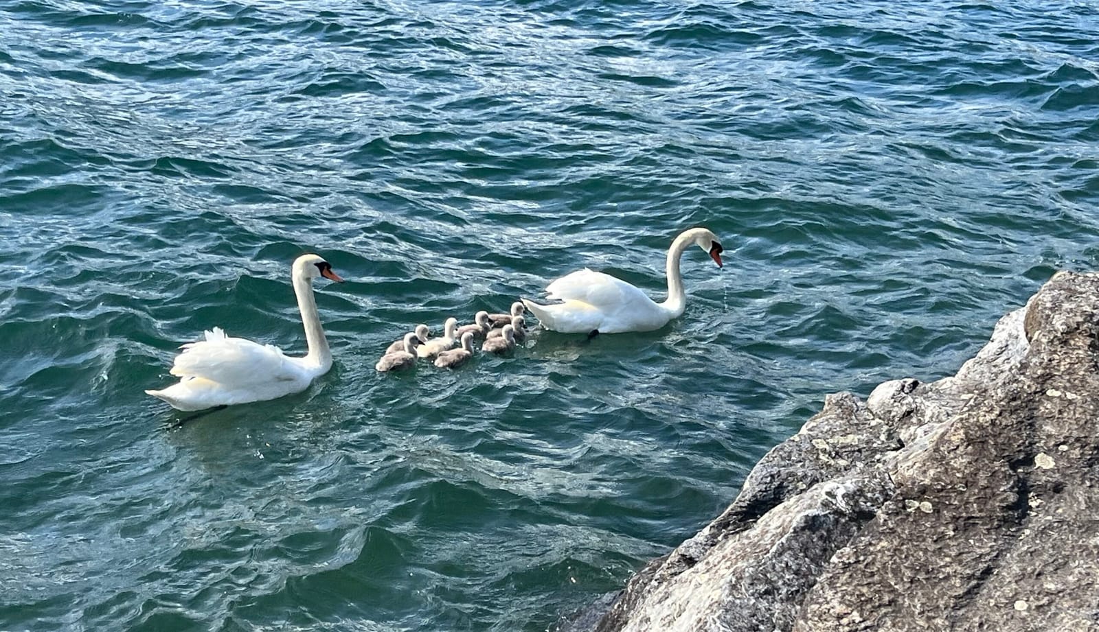 a family of swans gently gliding across a lake