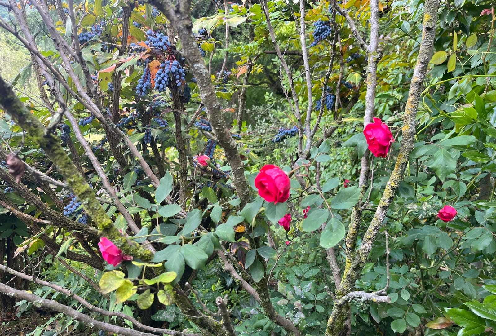 rosy days