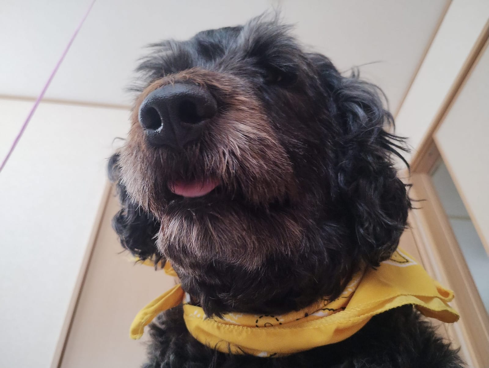 看板犬の仕事ですよ
