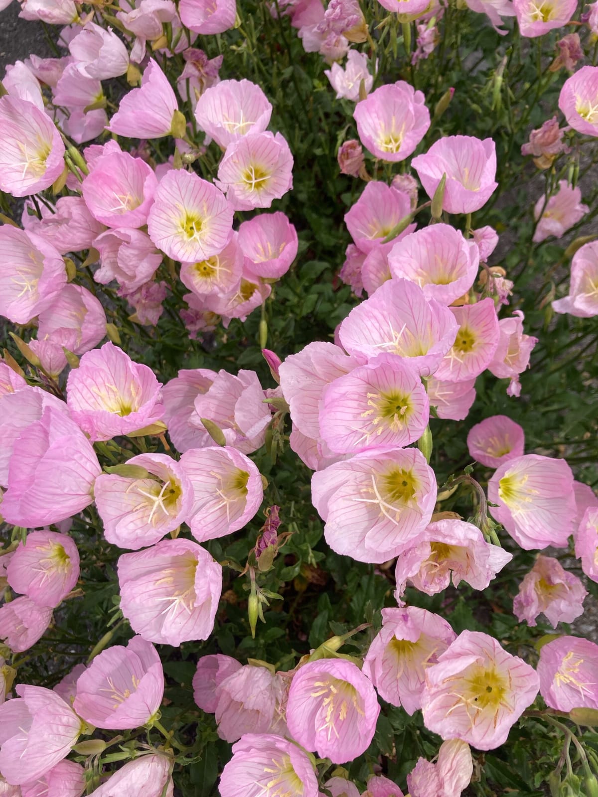 文学の花