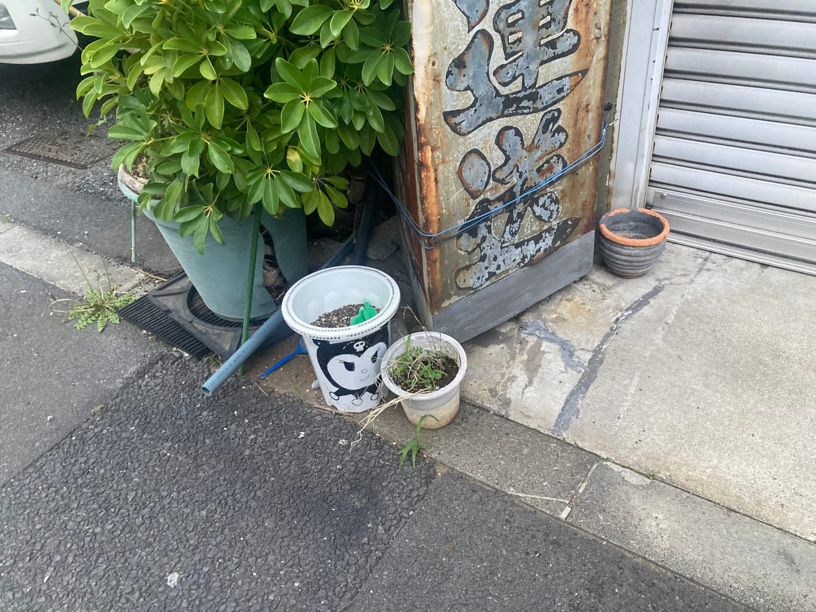 夏の終わり（5月）