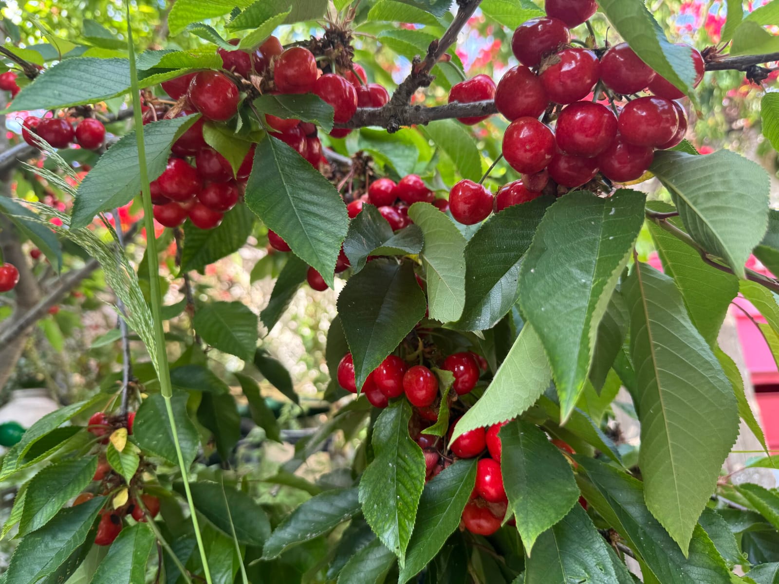 Rojo