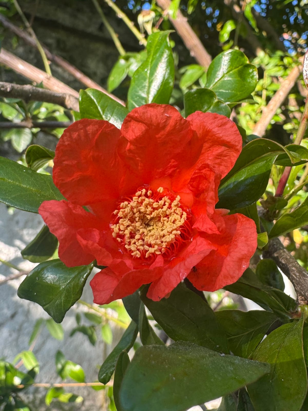 Flor de granado