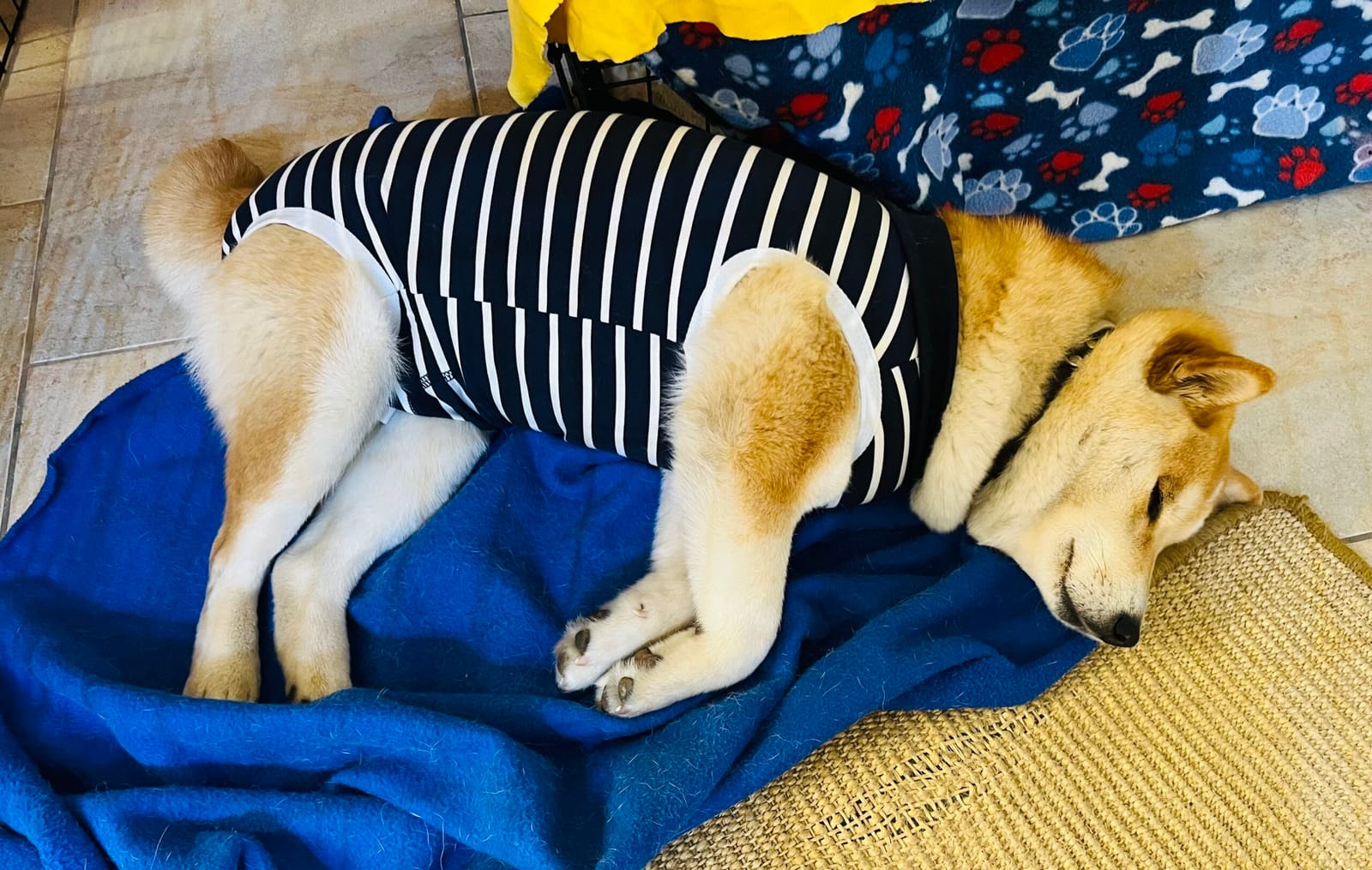 luna’s nesting instinct