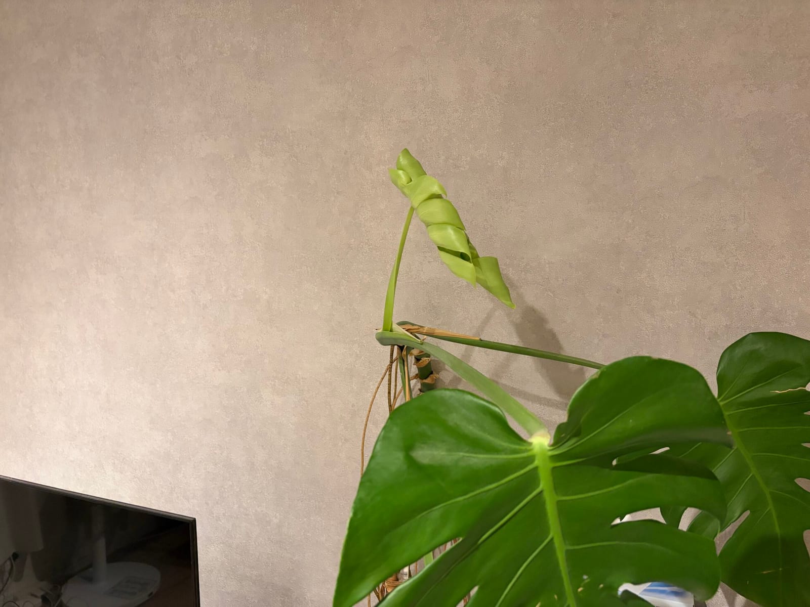 若葉ちゃん