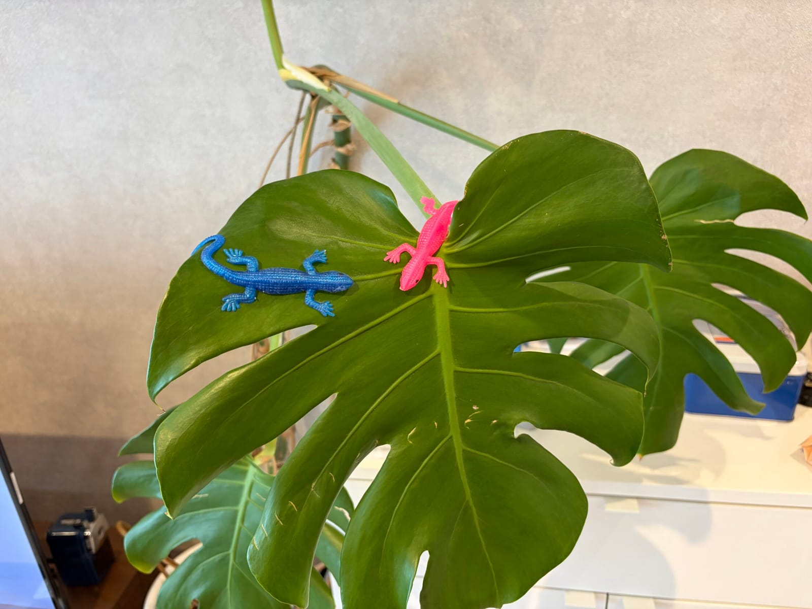夏はワクワクが多いのね