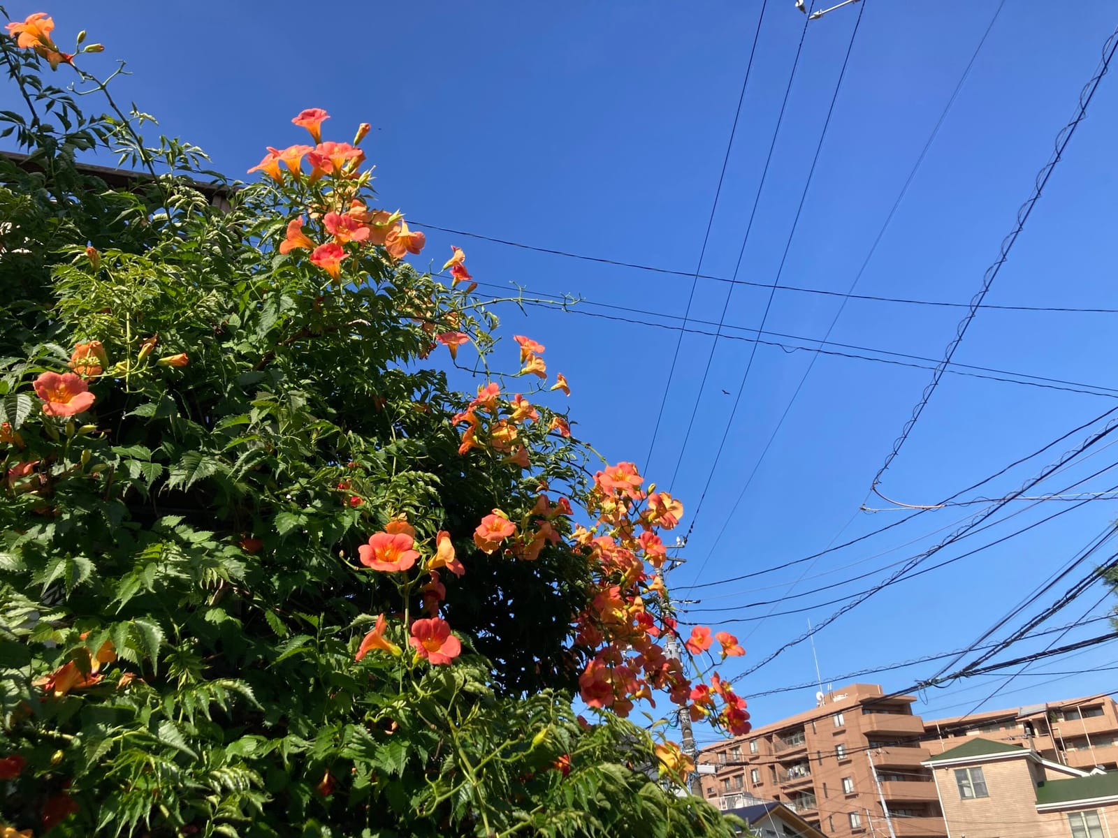 夏空