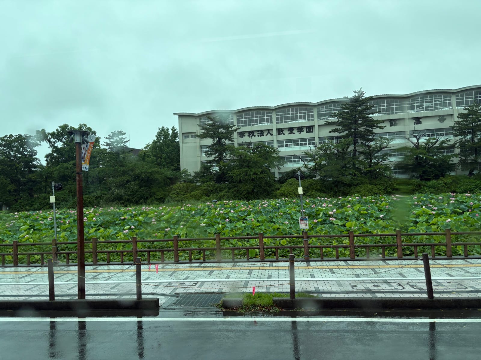 お堀の蓮満開