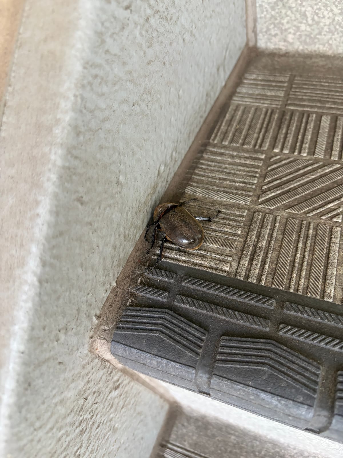 これも夏休みだねー