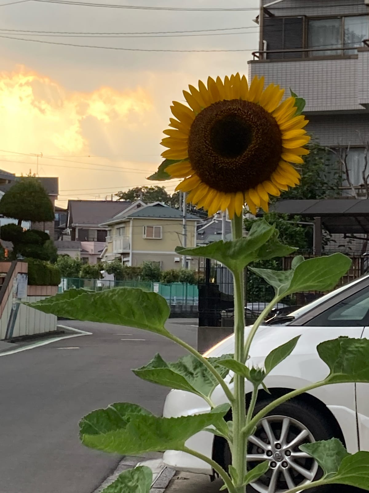 内見日和