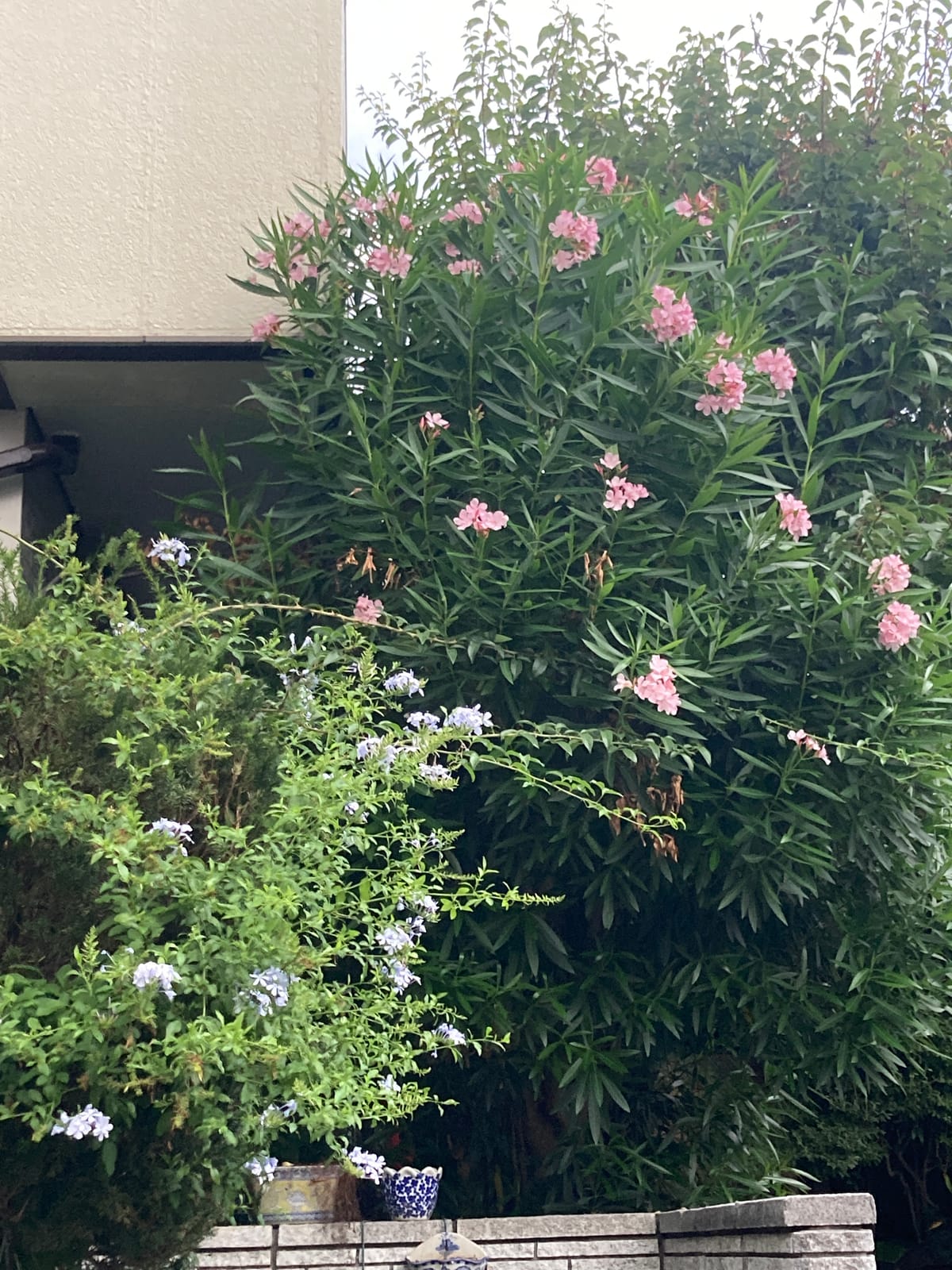 惠みの雨