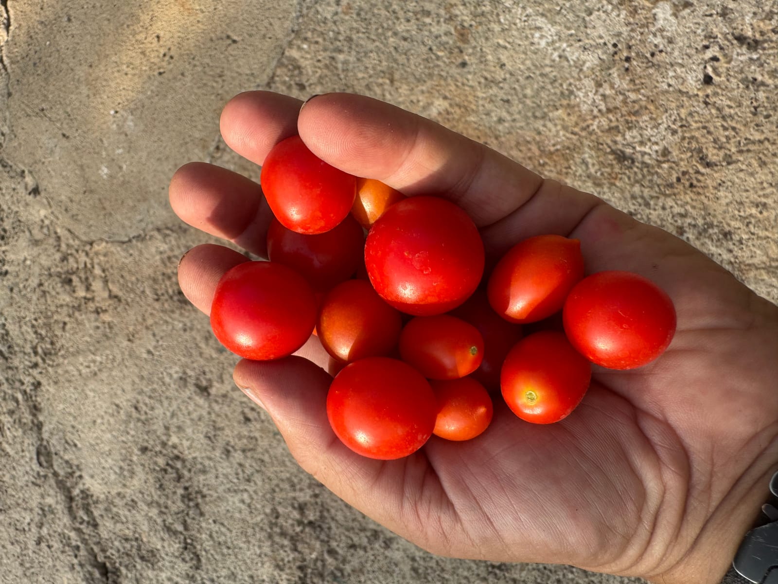 Tomatitos