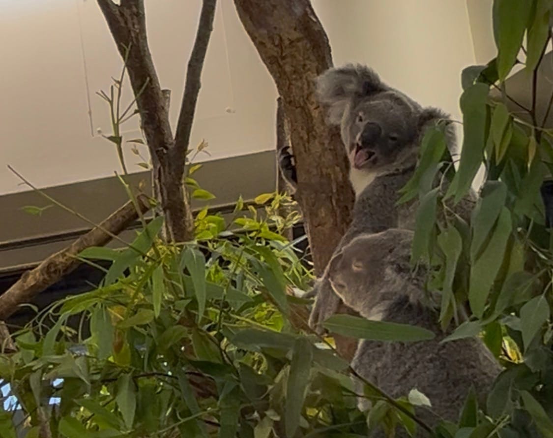 night zoo,koala zzz