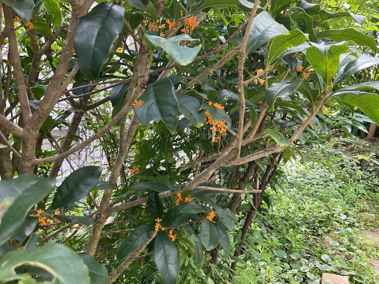 手術