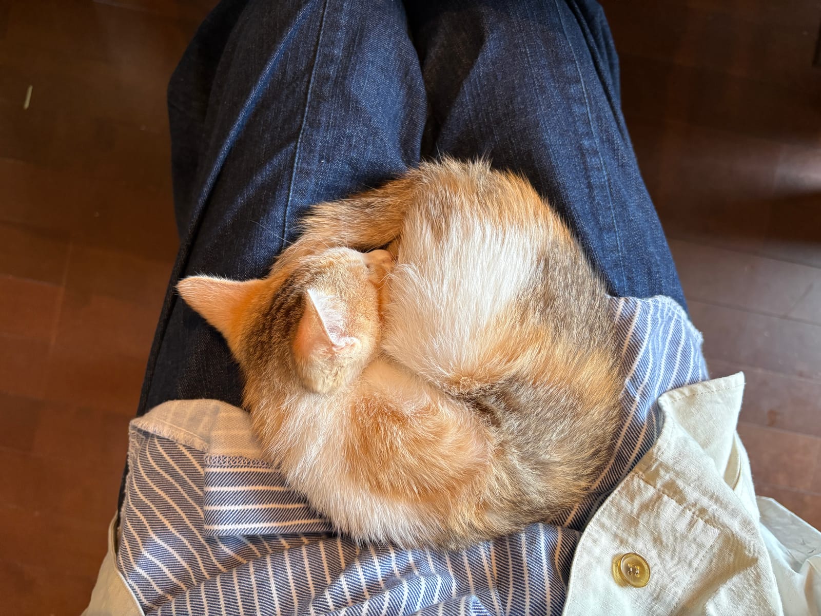 最近ねこづいている私とかきぬまっこ3号おめでたい