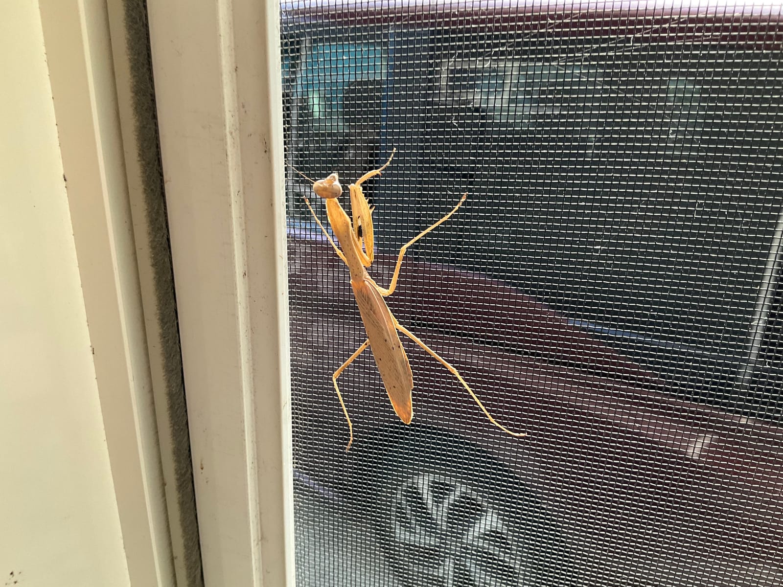 秋のカマキリ