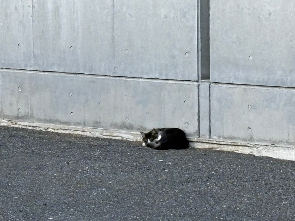 今日の近所のネコ