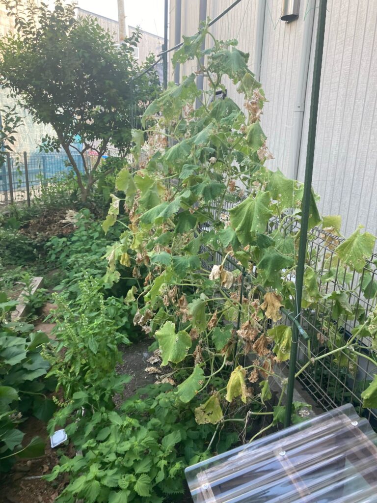 キュウリの片付け