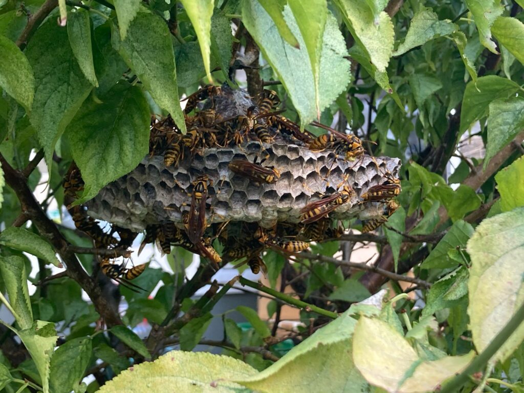 アシナガバチの巣が大きい