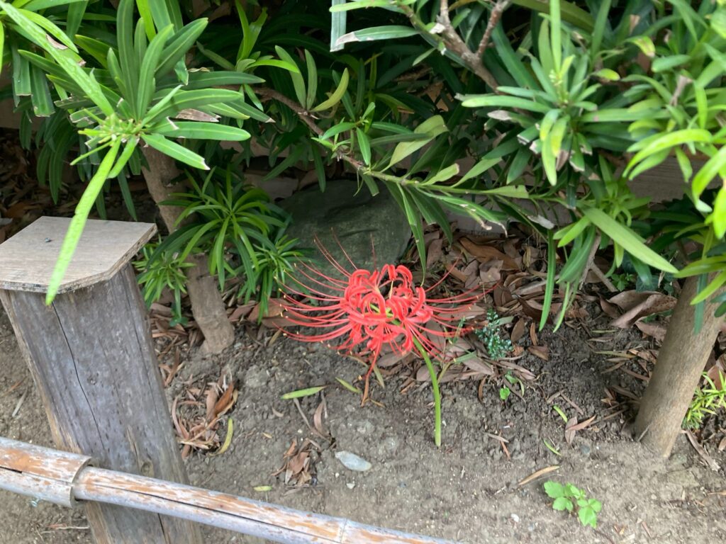 ヒガンバナ