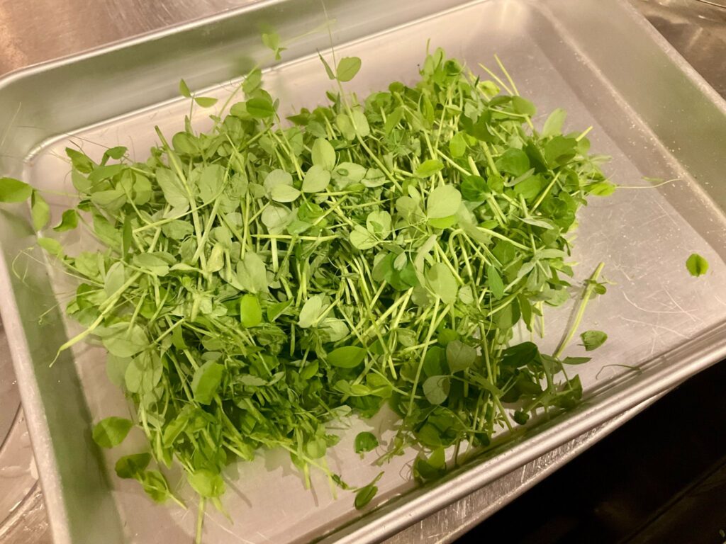 豆苗