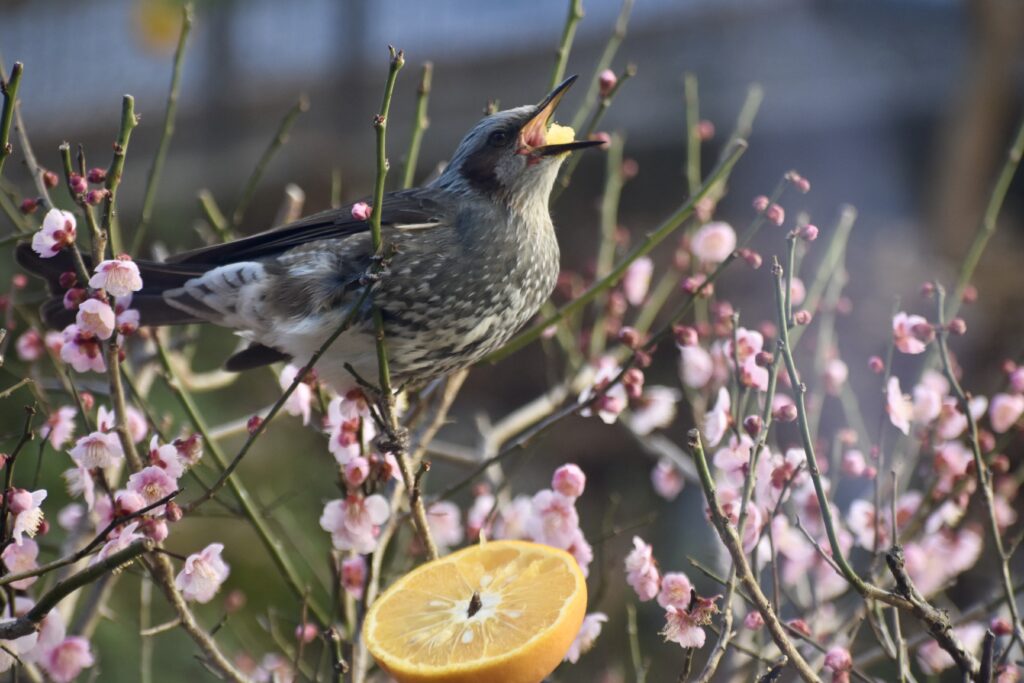 ヒヨドリとムクドリ