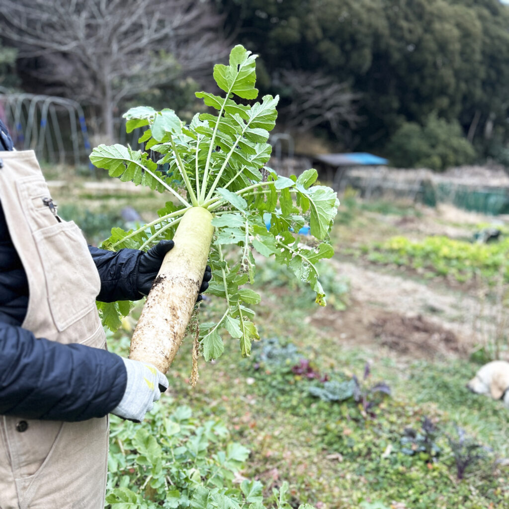 ¥350 大根（ありんくりんの森）
