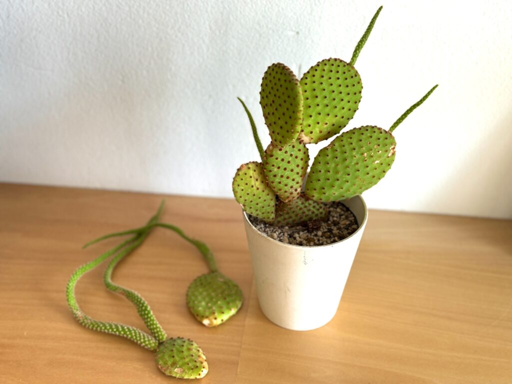 自然の摂理