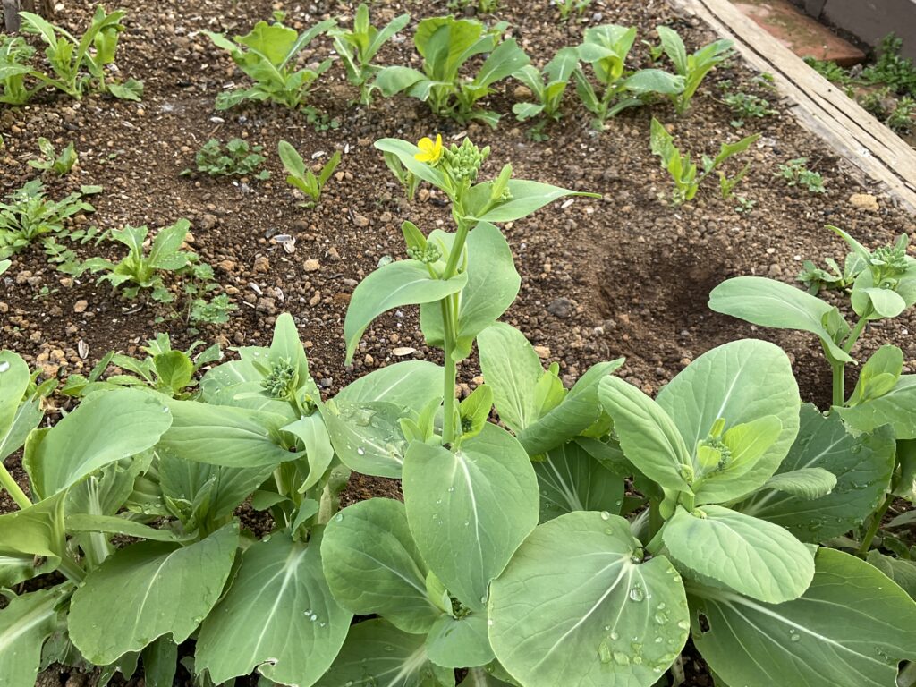 チンゲンサイの花