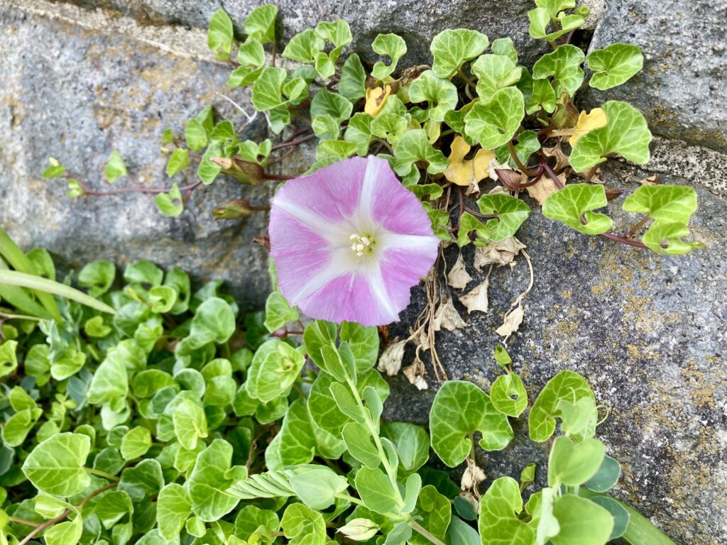 春の花たち