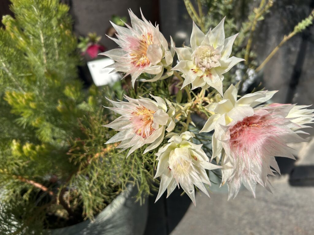 今日花粉凄くなかった？